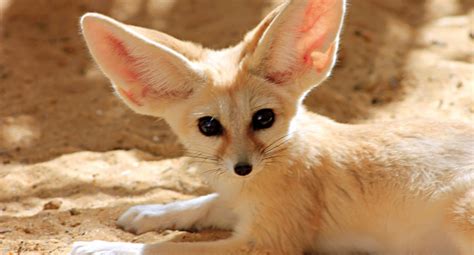 tunisie animal sale.